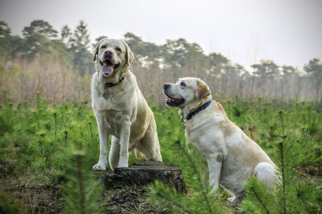 Histoire des Labradors