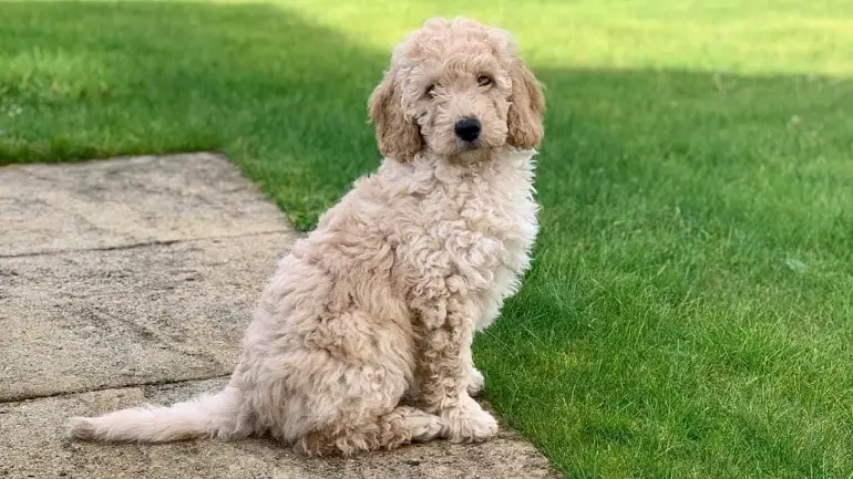 labradoodle miniature
