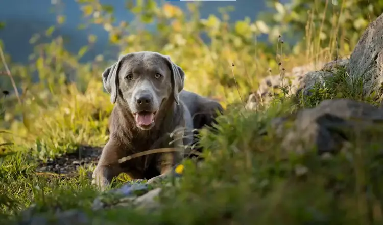 chiots de laboratoire d'argent