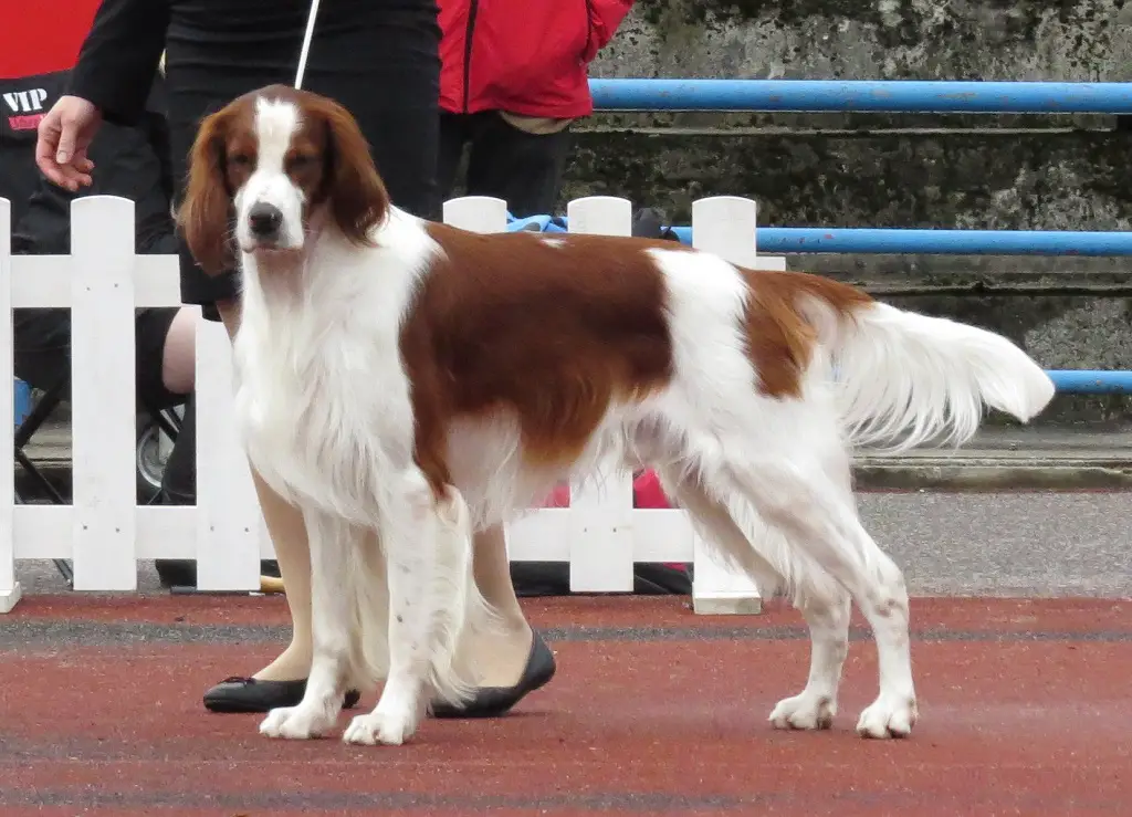 Setter irlandais rouge et blanc