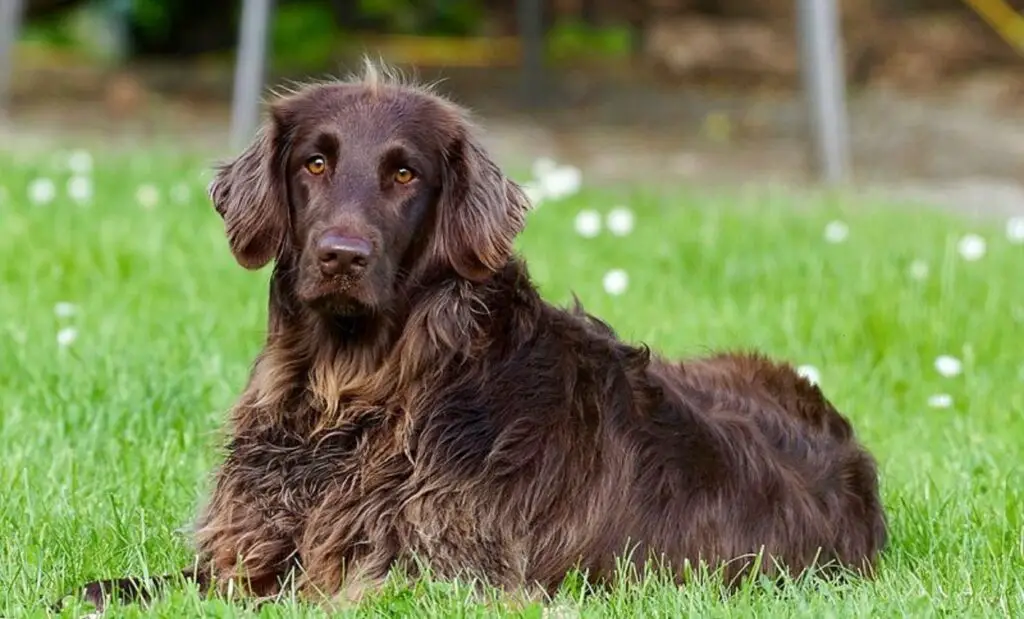 chiens longs et maigres