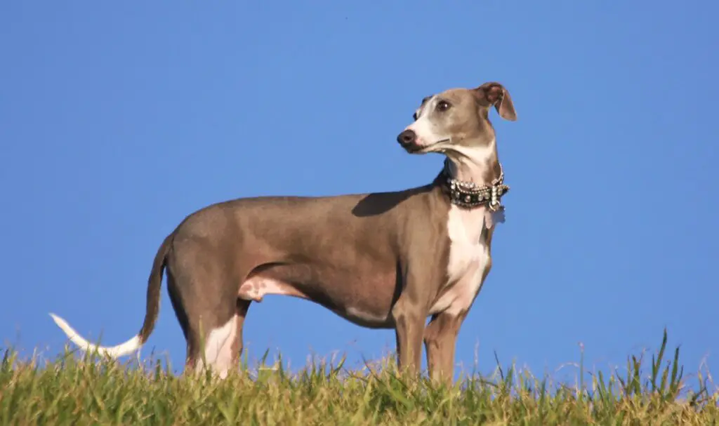 races de chiens minces