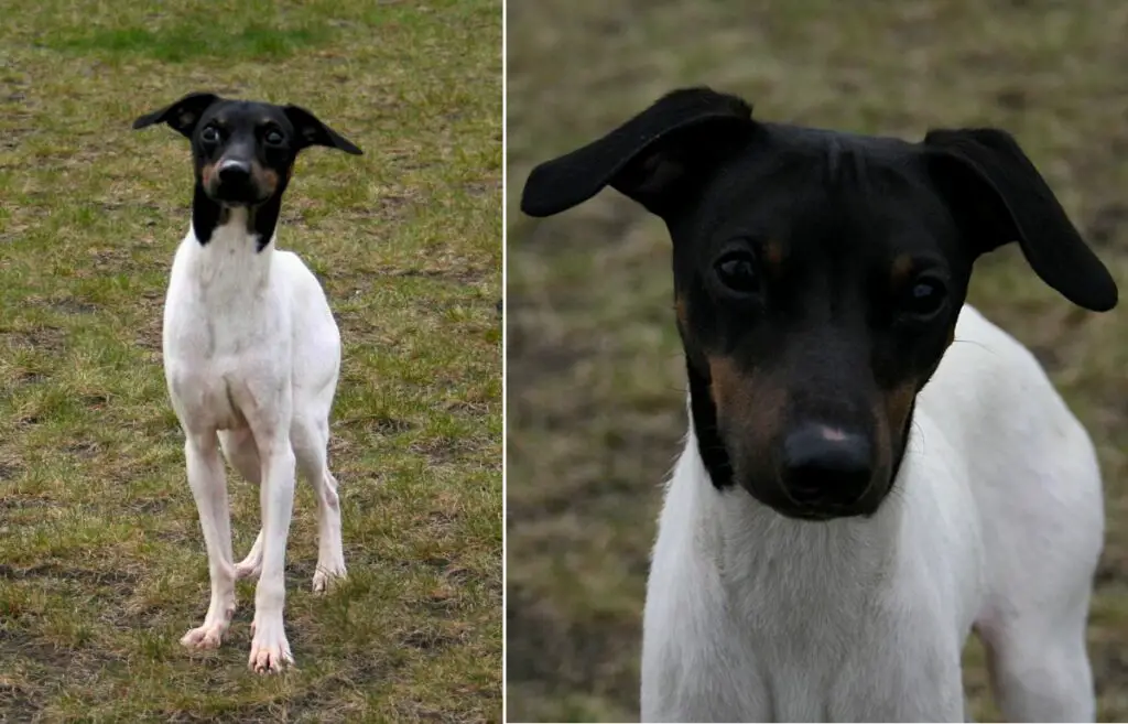 Terrier japonais
