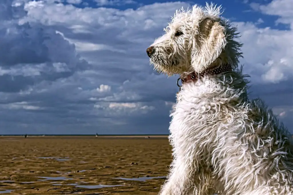 labradoodle griffonnage chien