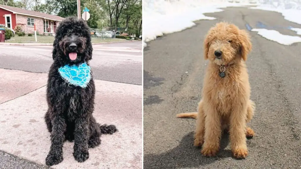 labradoodle doré