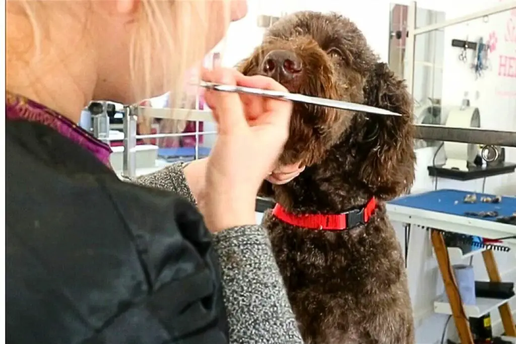 mélange de laboratoire Goldendoodle