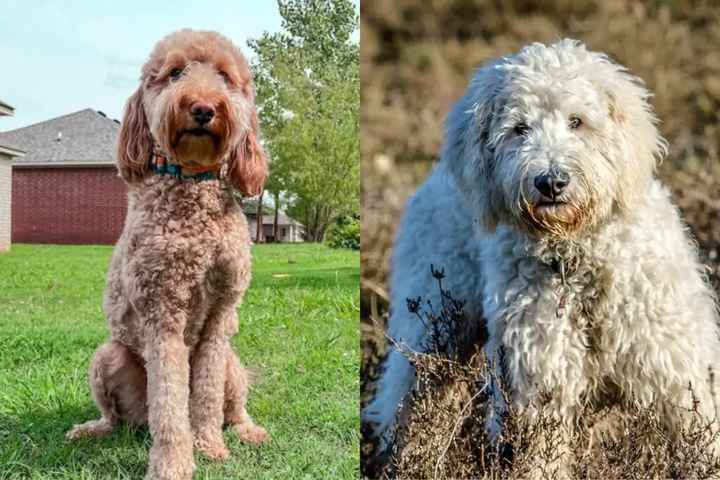 Goldendoodle contre Labradoodle