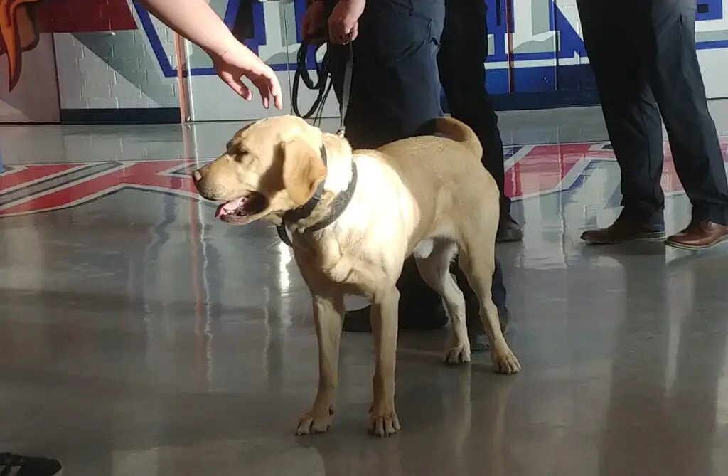 race de chien de police
