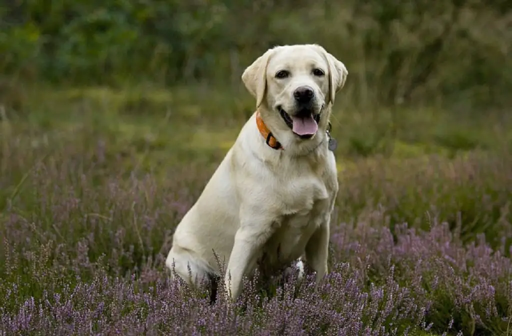 les chiens les plus intelligents du monde canin