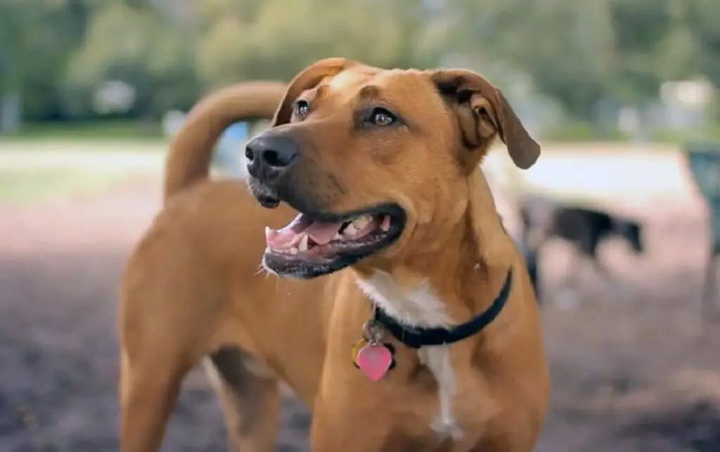 Mélange Labrador x Pitbull