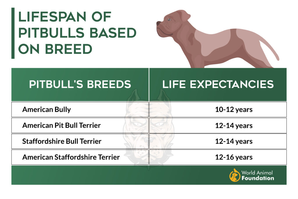 Espérance de vie des Pitbulls en fonction de la race