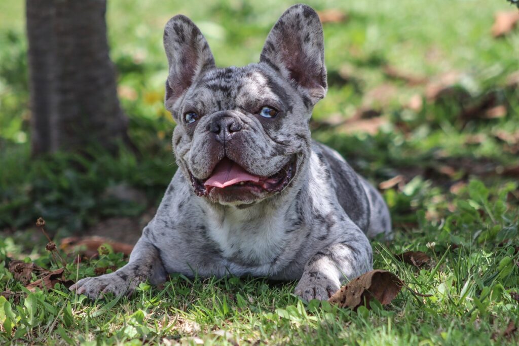 Bouledogue français Merle