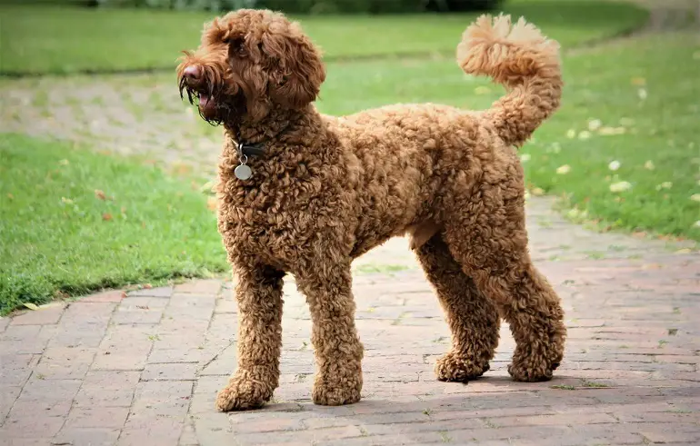 quelle est la taille d'un mini labradoodle
