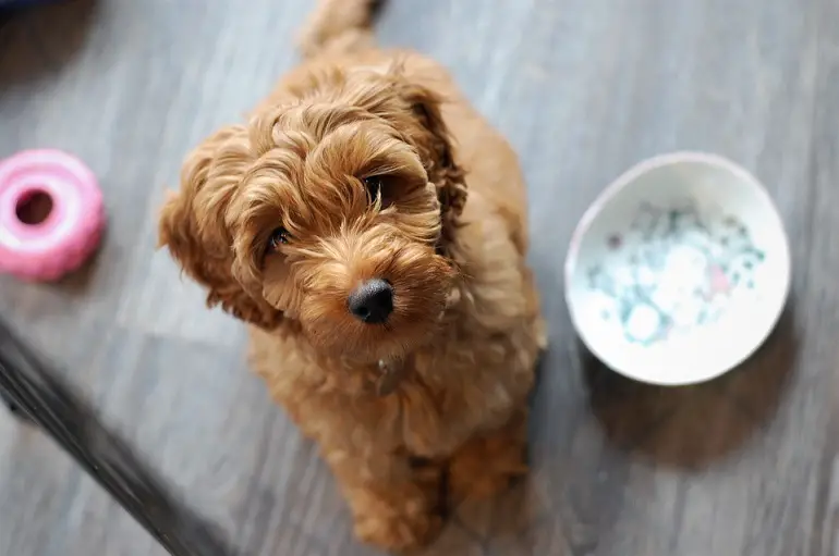 labradoodle petit
