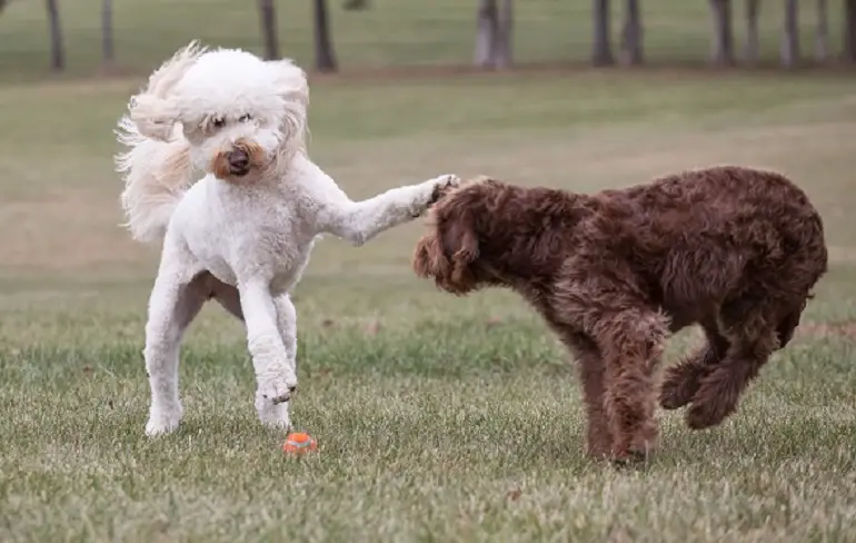 tempérament de mini labradoodle
