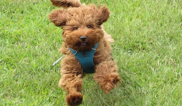 photos de labradoodles
