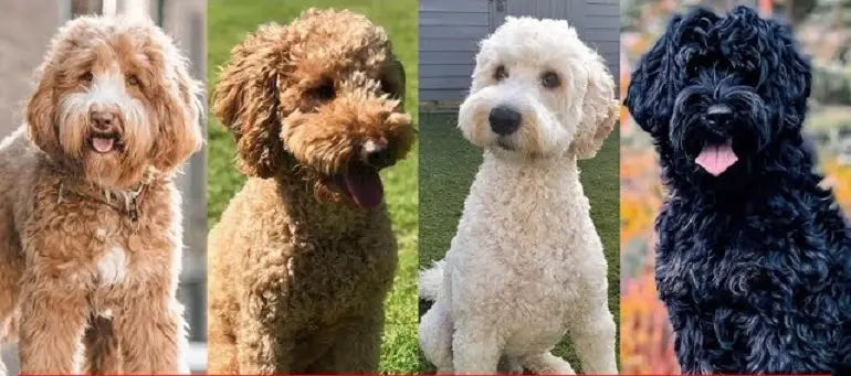 les labradoodles miniatures sont-ils hypoallergéniques
