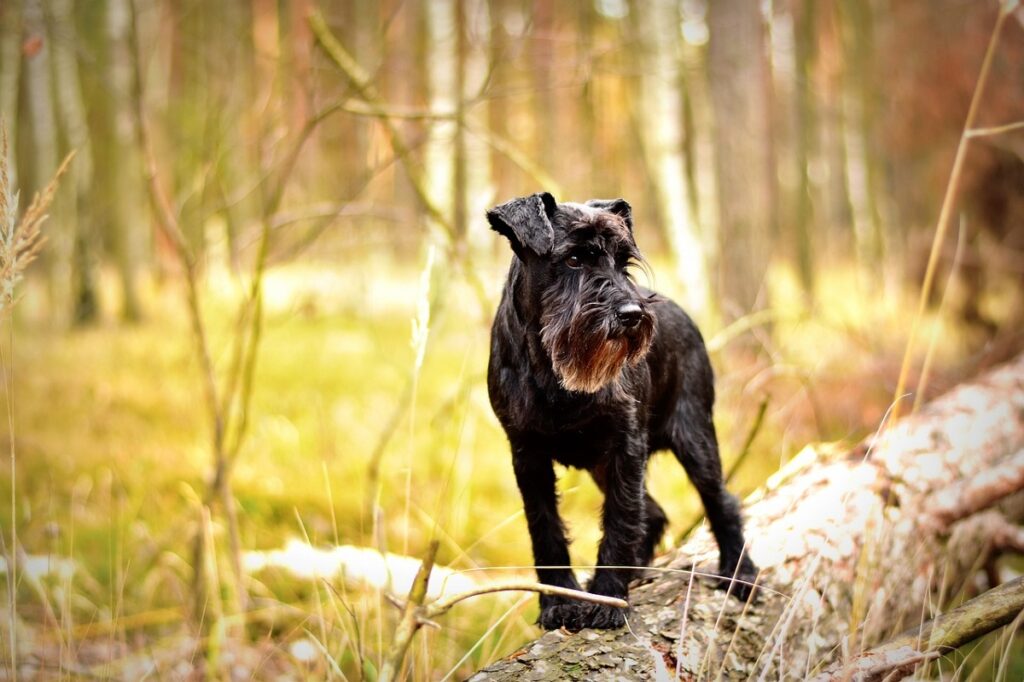 meilleur chien pour protéger la famille
