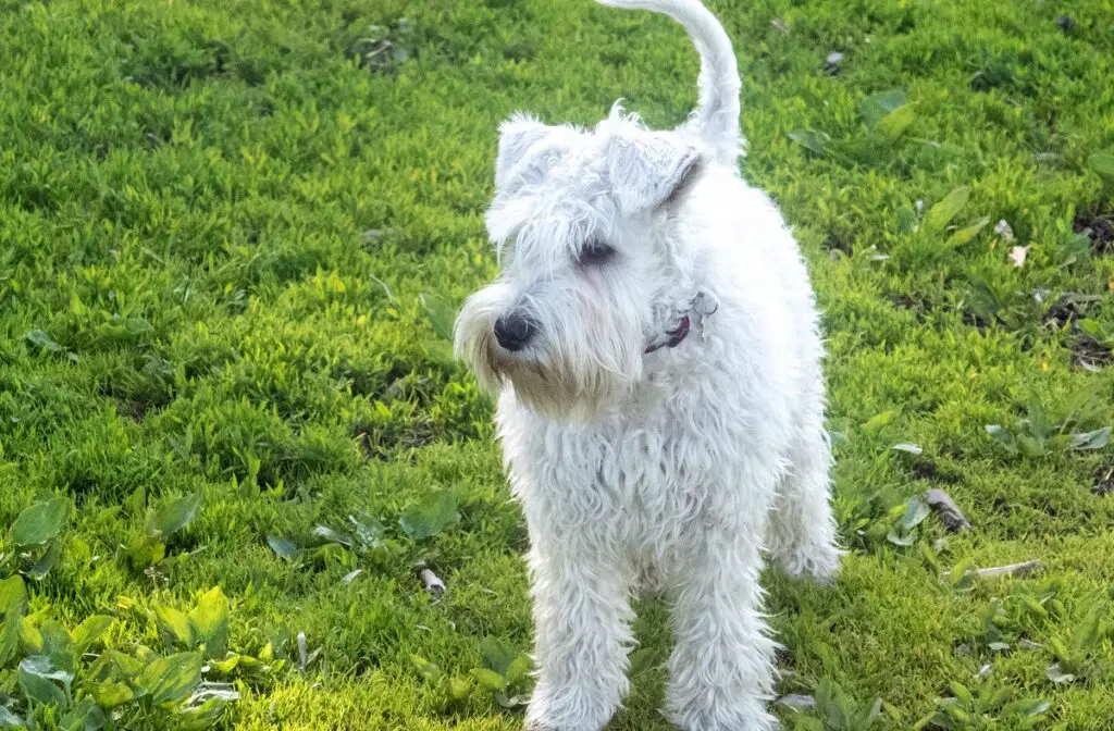 quel est le chien le plus intelligent
