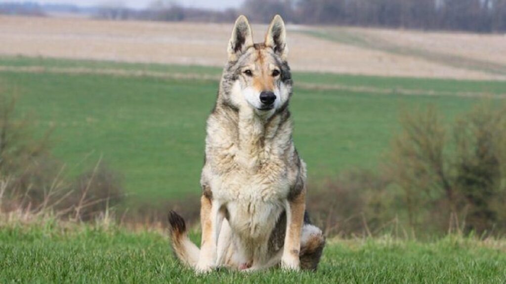 un loup peut-il se reproduire avec un chien
