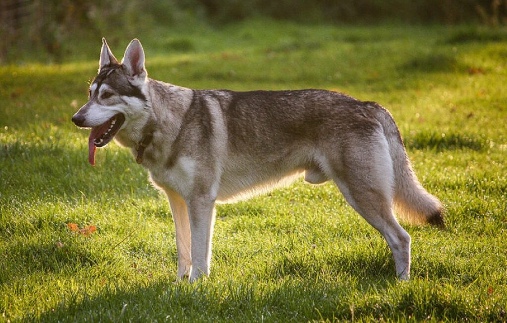 chiens mêlés au loup
