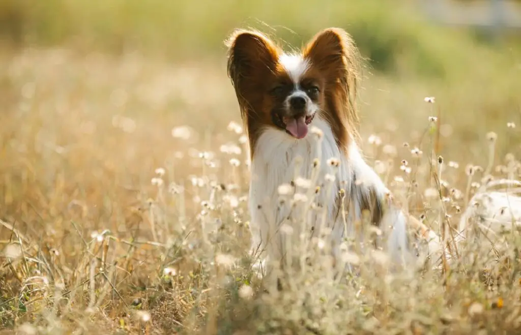 quelle est la race de chien la plus intelligente
