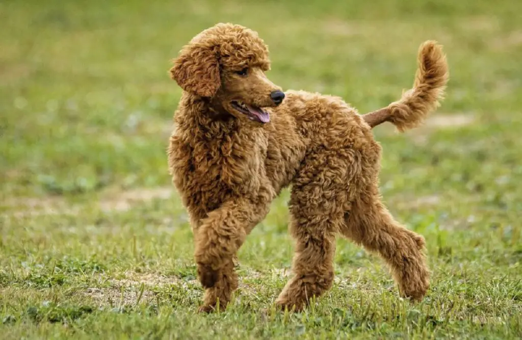 race de chien la plus intelligente
