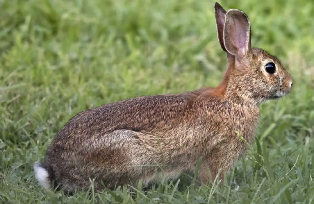 quel est l'animal de compagnie le plus populaire
