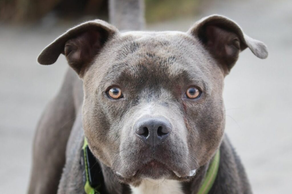 bouledogue pittbull