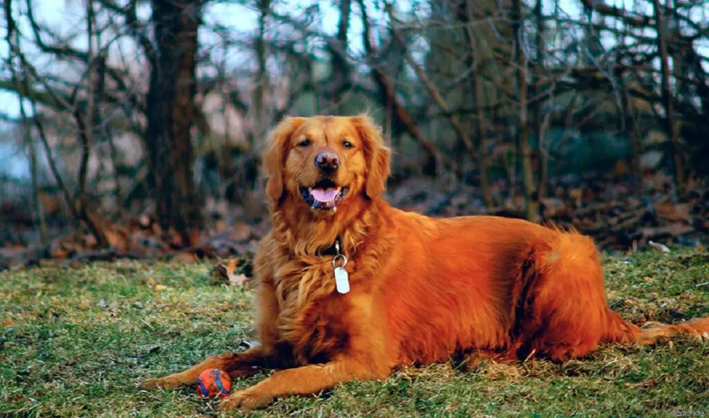 Golden Retrievers rouges