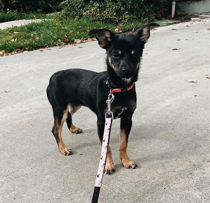 Mélange Chihuahua Rottweiler