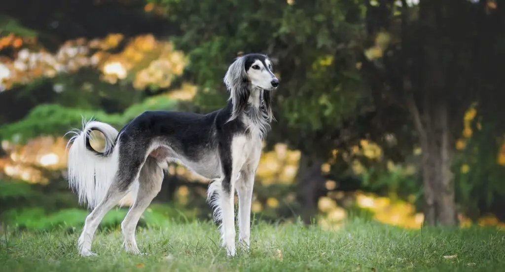 petites races de chiens maigres