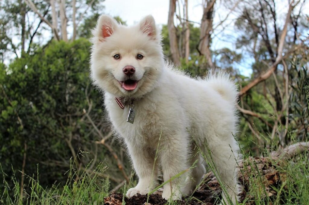 chien demi-loup
