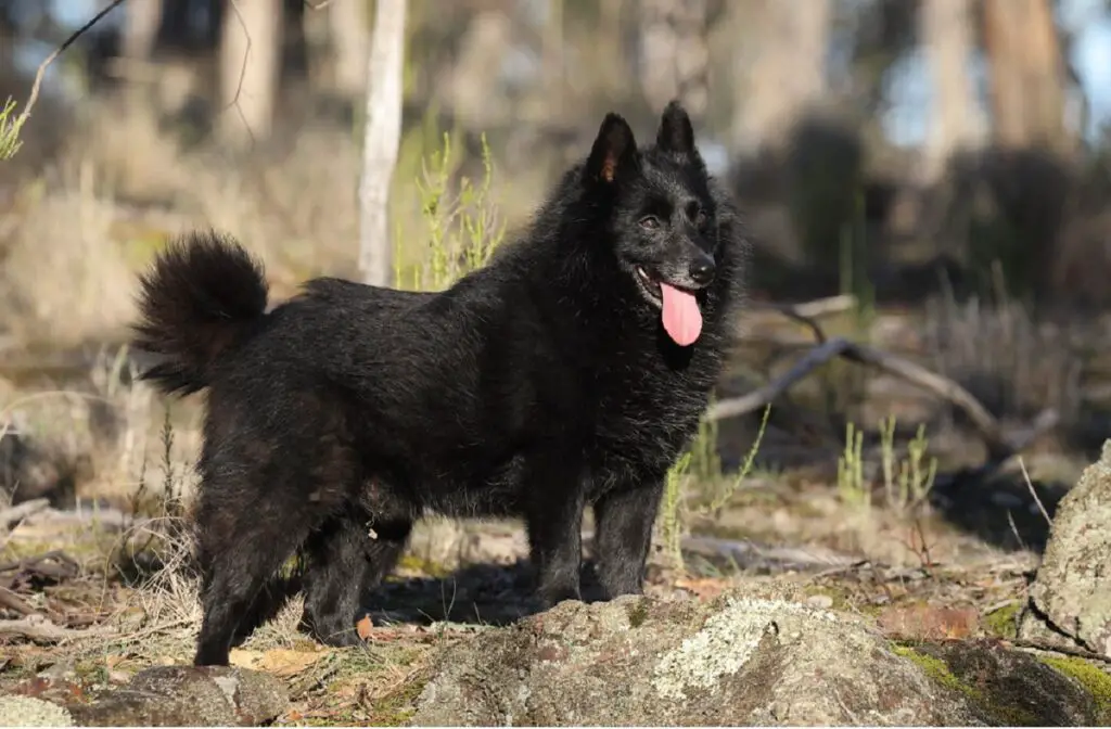 quel est le chien le plus intelligent du monde