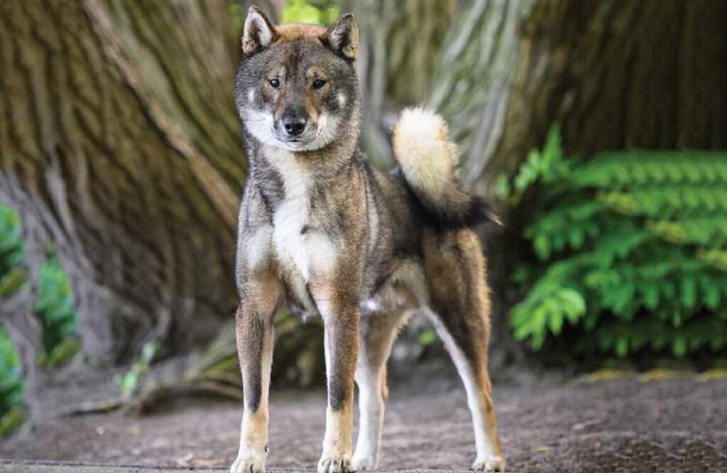 hybride chien et loup
