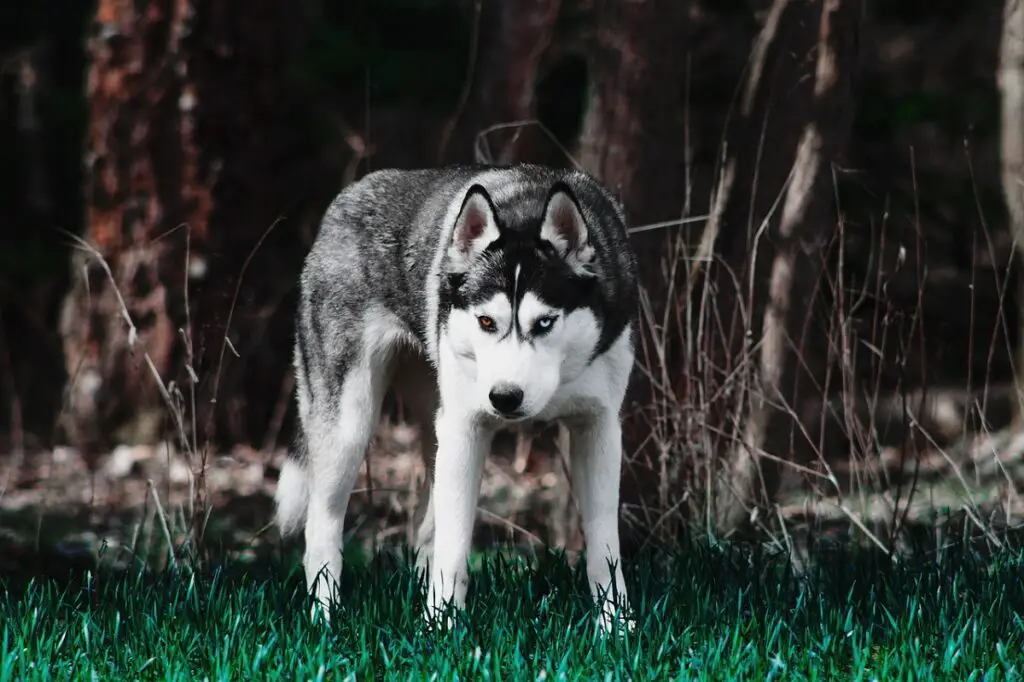 chien le plus fort
