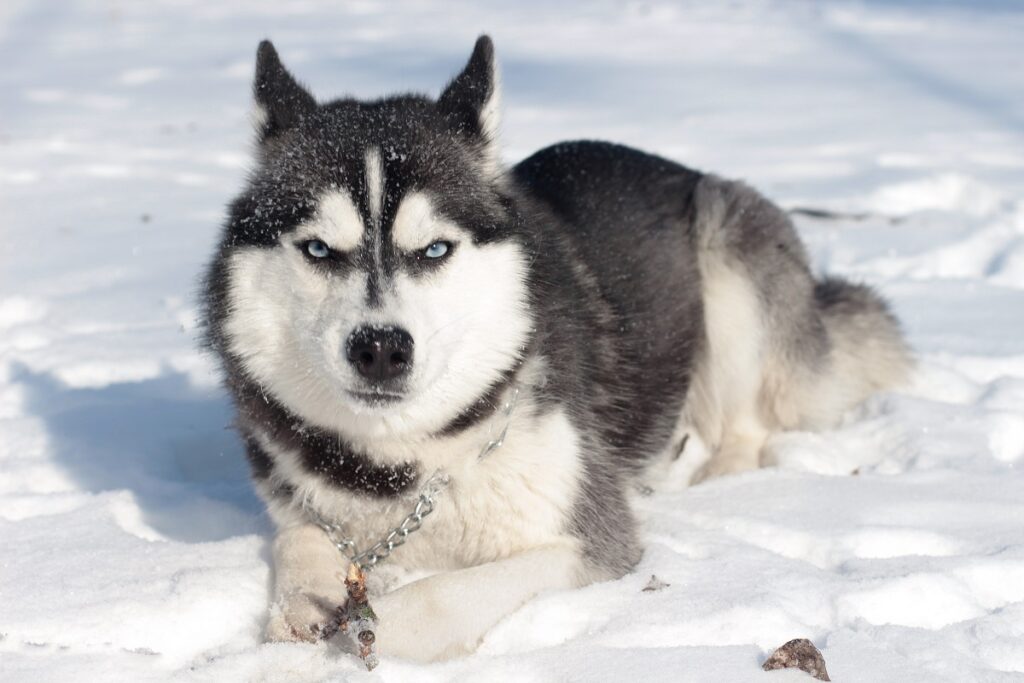 en partie chien-loup
