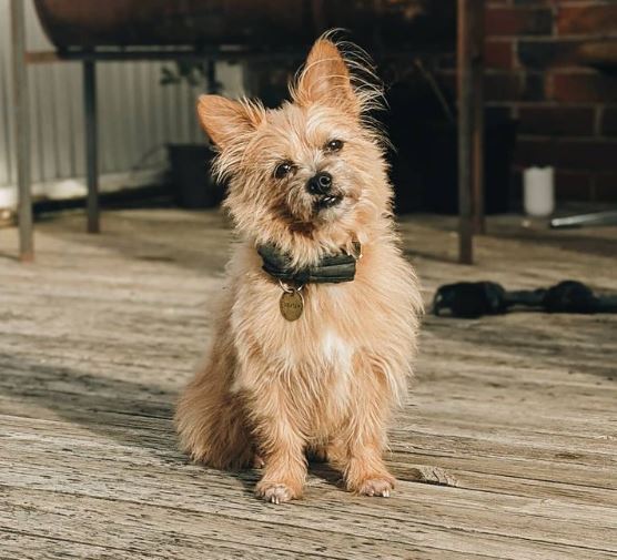 Terrier soyeux x Chihuahua