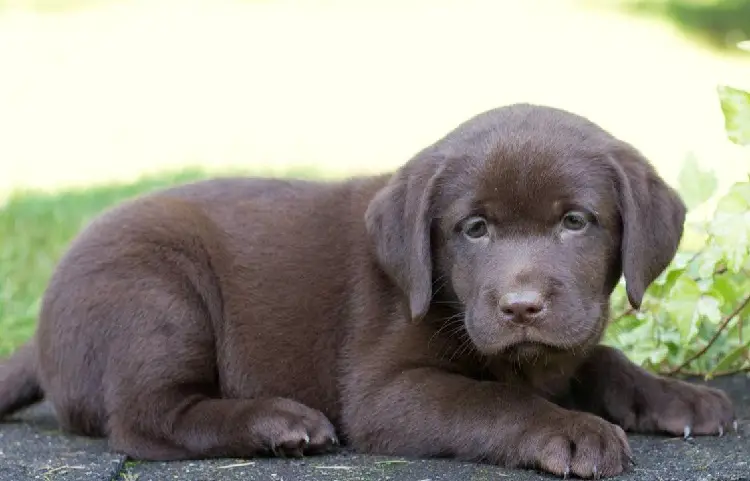 labradors argentés