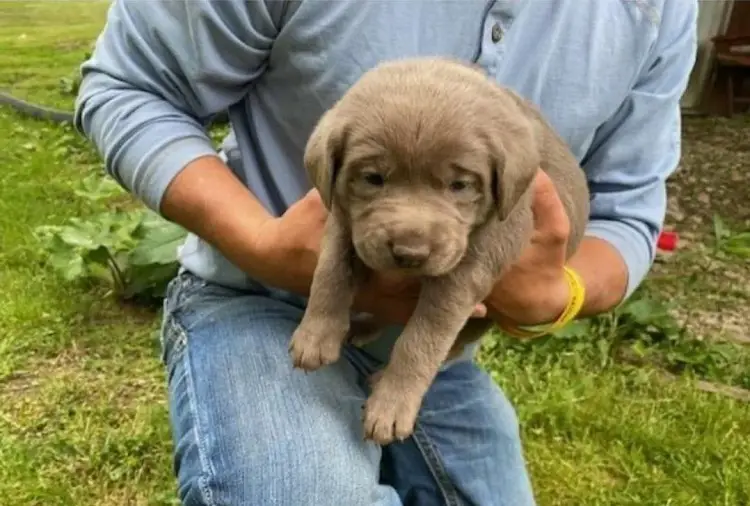 chiot de laboratoire d'argent