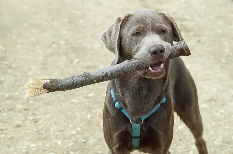 labrador gris