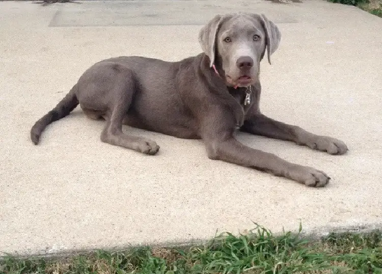 chien silver retriever