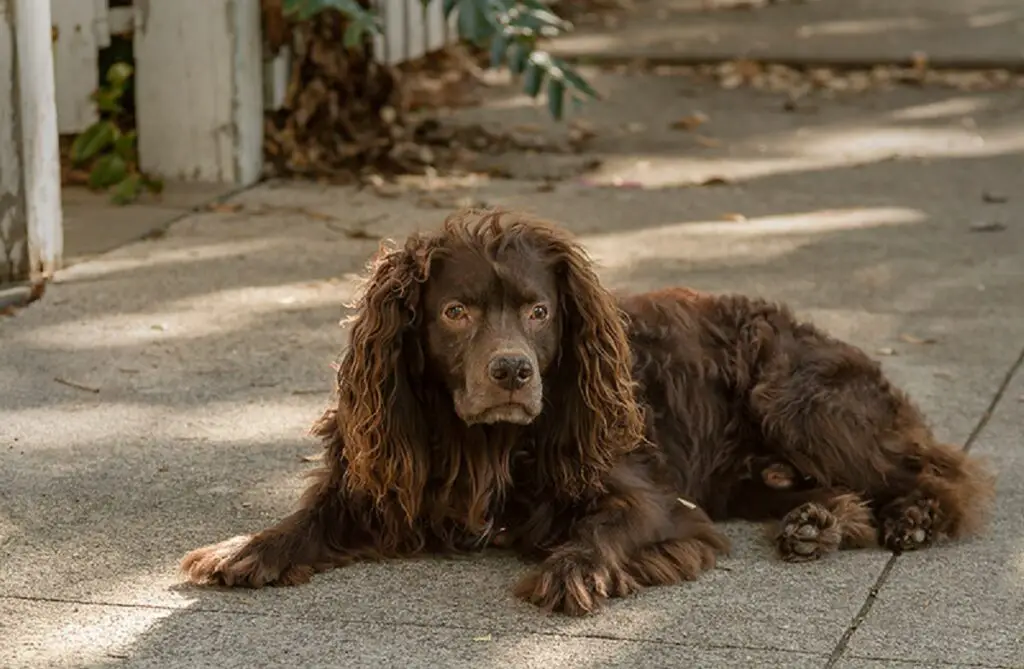 Chien de chasse épagneul