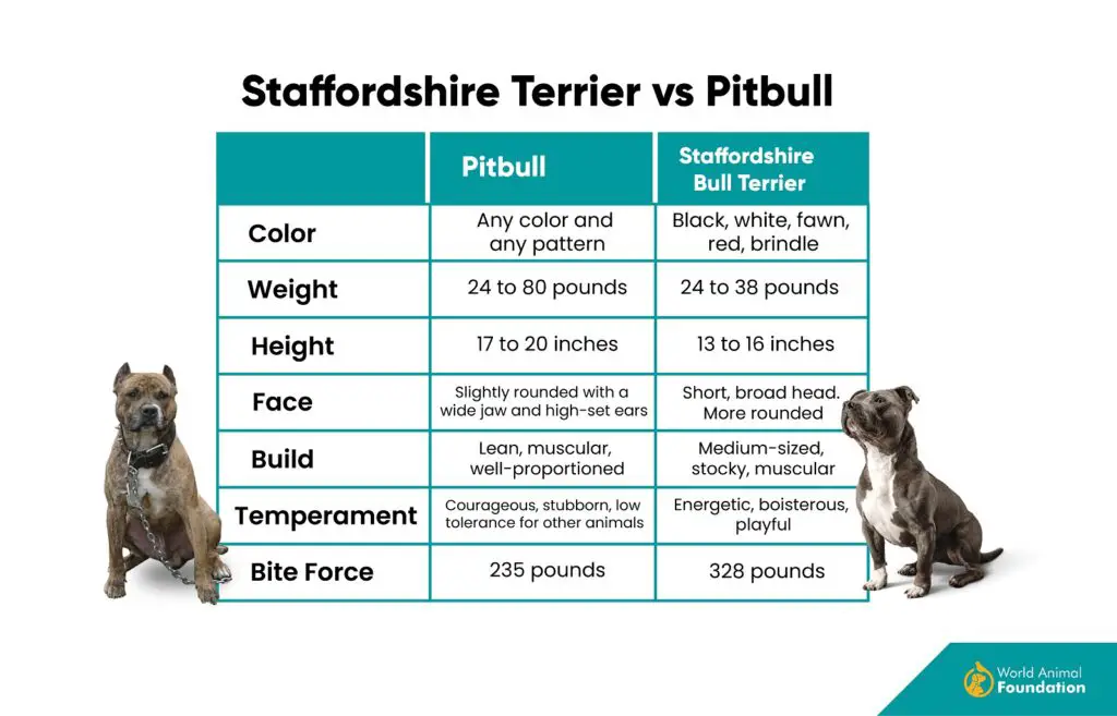 Staffordshire Terrier contre Pitbull