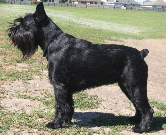 Schnauzer standard