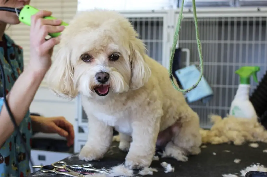 Prendre soin d'une race de chien blanc