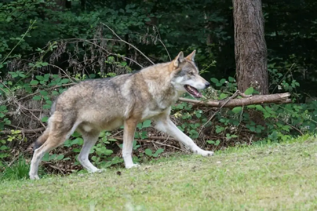 chiens de race loup
