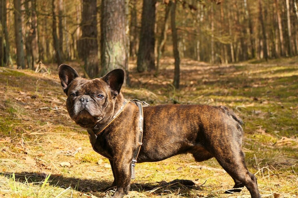 Bouledogue français tigre bringé