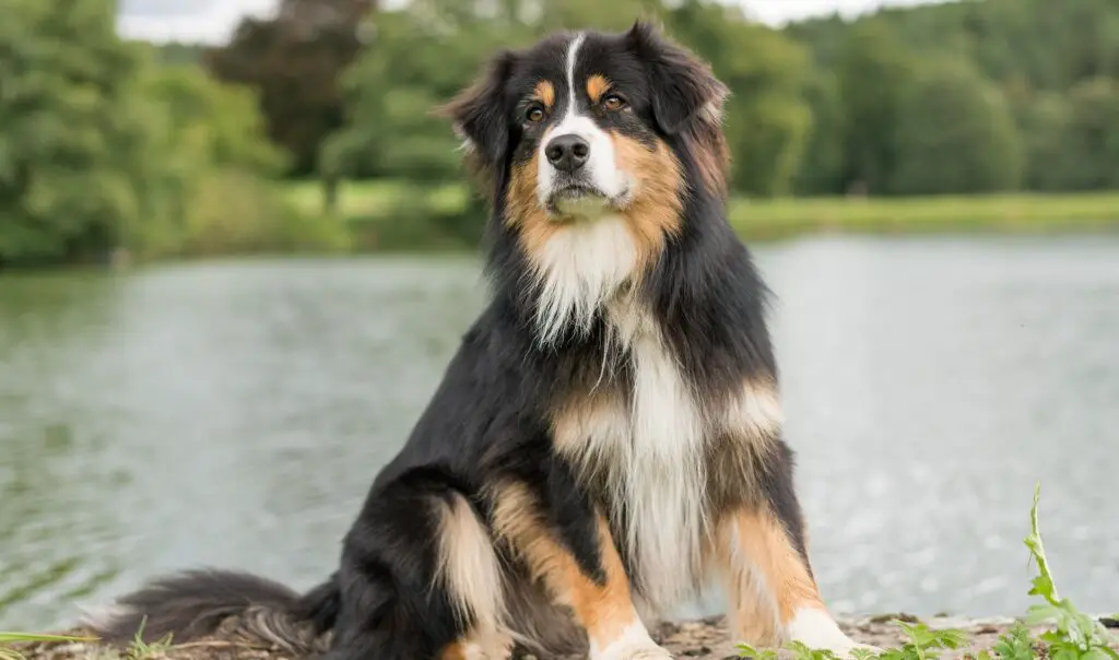 Tricolor Dog Breeds