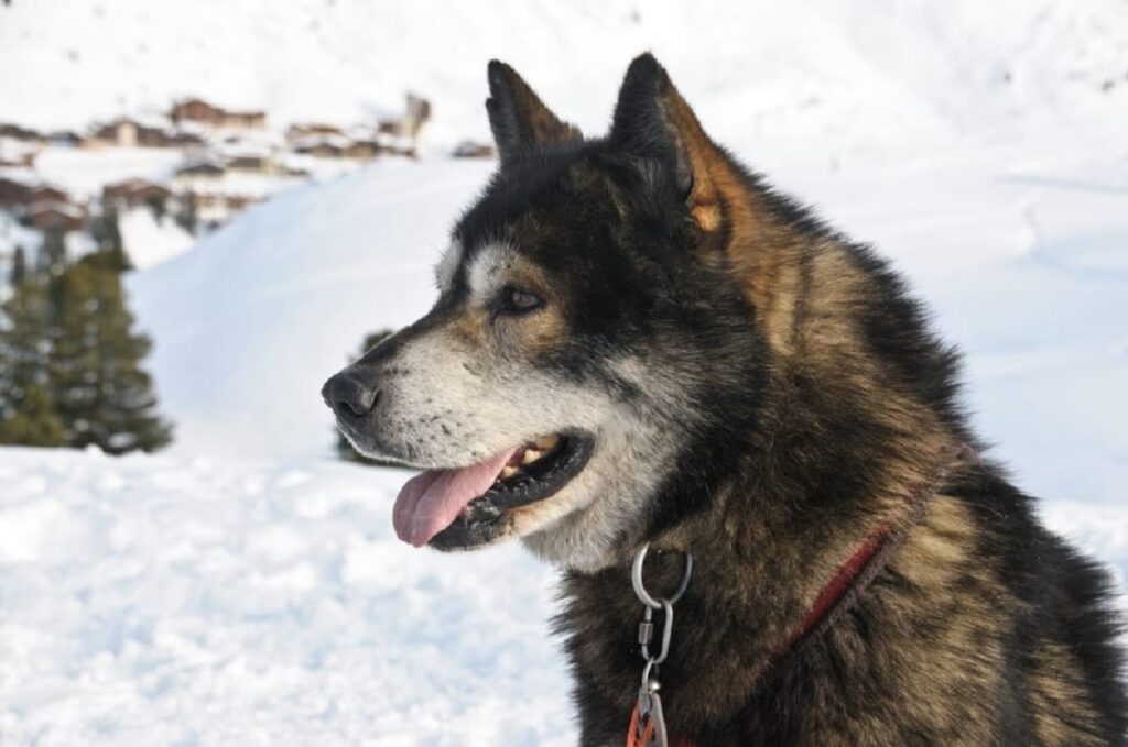 races de chiens-loups